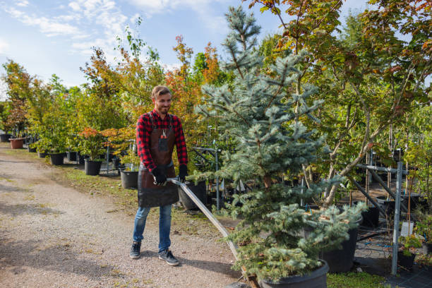 How Our Tree Care Process Works  in  Black Diamond, WA